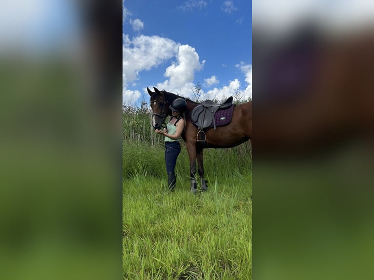 Anglo-Arab Mare 15 years 15 hh Brown in Aartselaar