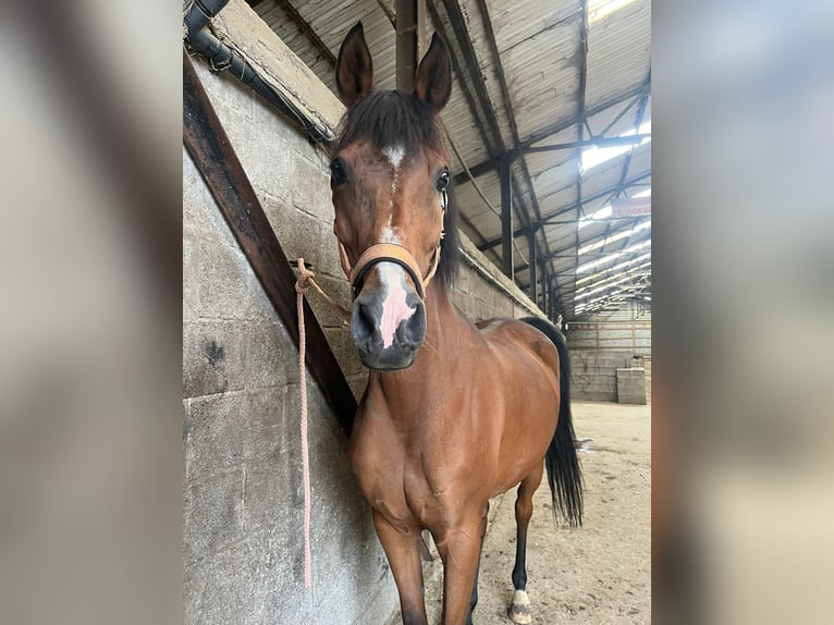 Anglo-Arab Mare 15 years 15 hh Brown in Aartselaar