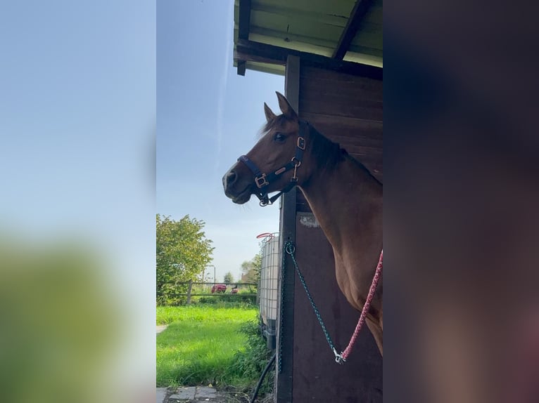 Anglo-Arab Mare 15 years 15 hh Brown in Aartselaar