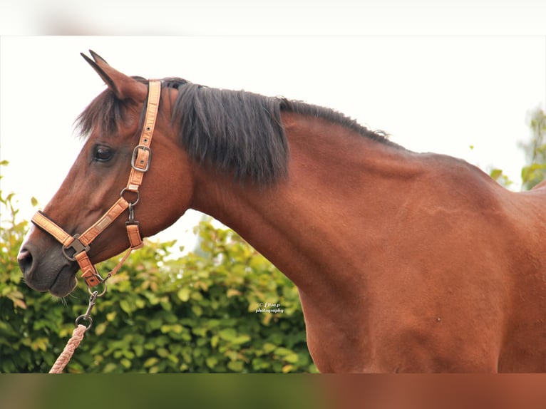 Anglo-Arab Mare 15 years 15 hh Brown in Aartselaar