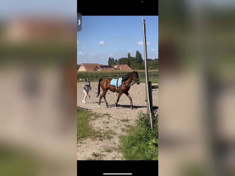 Anglo-Arab Mare 15 years 15 hh Brown in Aartselaar