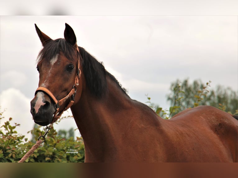 Anglo-Arab Mare 15 years 15 hh Brown in Aartselaar