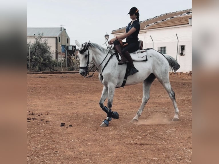 Anglo-Arab Mare 15 years 16,1 hh Gray in Pilas