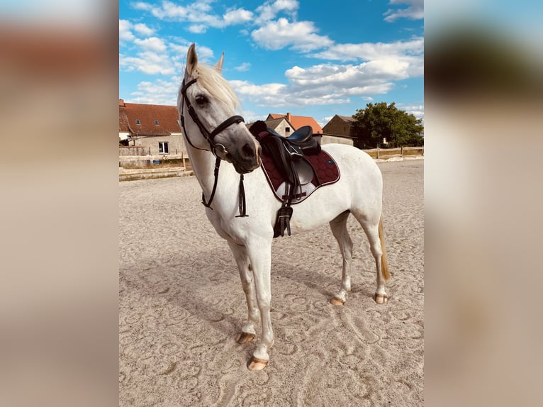 Anglo-Arab Mix Mare 17 years 14.2 hh Grey in Deetz