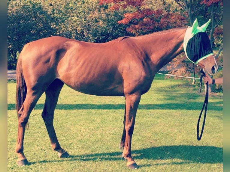 Anglo-Arab Mare 17 years 15,2 hh Chestnut-Red in Basiglio