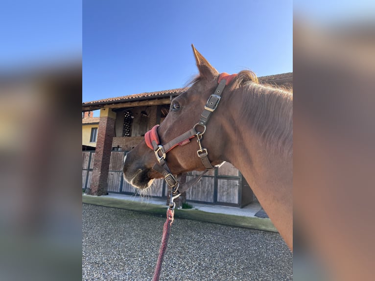 Anglo-Arab Mare 17 years 15,2 hh Chestnut-Red in Basiglio