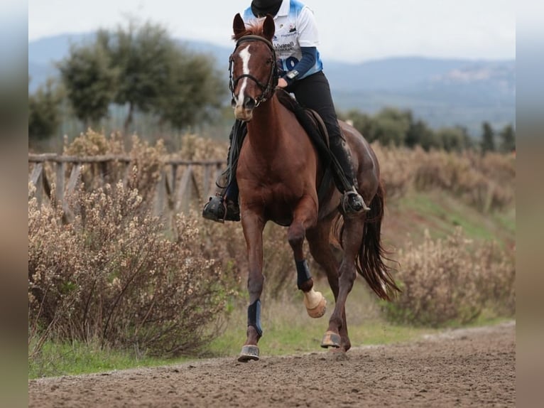 Anglo-Arab Mare 17 years 15,2 hh Chestnut-Red in Basiglio