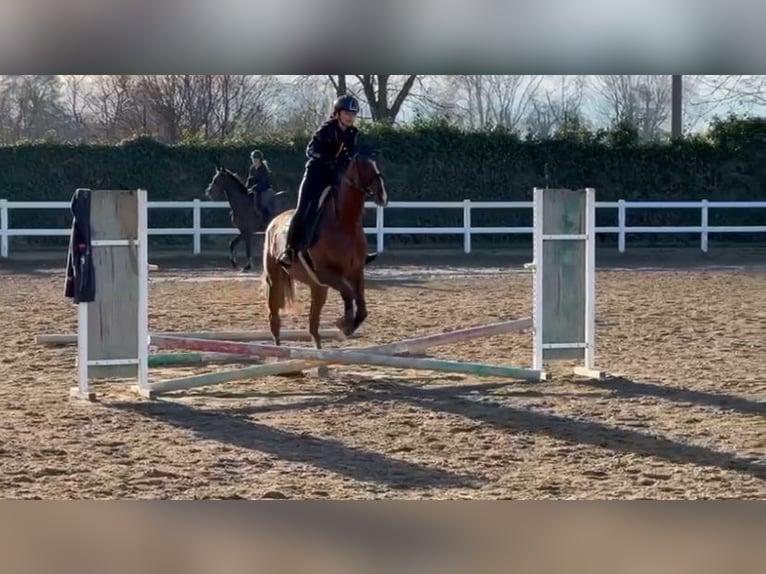 Anglo-Arab Mare 17 years 15,2 hh Chestnut-Red in Basiglio