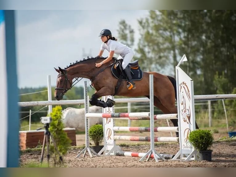 Anglo-Arab Mare 17 years 16 hh Bay-Dark in Golub-Dobrzy&#x144;