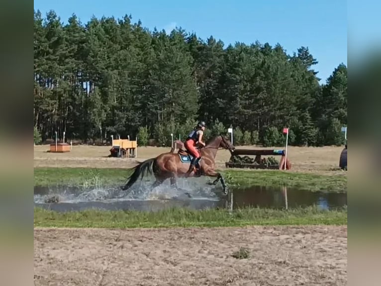 Anglo-Arab Mare 17 years 16 hh Bay-Dark in Golub-Dobrzy&#x144;