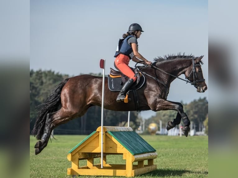 Anglo-Arab Mare 17 years 16 hh Bay-Dark in Golub-Dobrzy&#x144;
