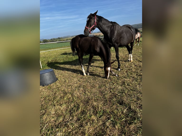 Anglo-Arab Mare 18 years 15,3 hh Bay-Dark in Haigerloch