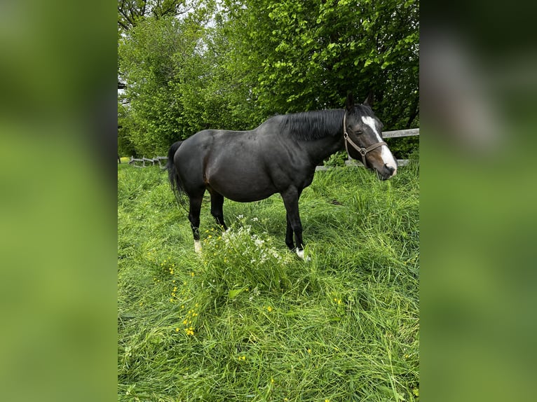 Anglo-Arab Mare 18 years 15,3 hh Bay-Dark in Haigerloch