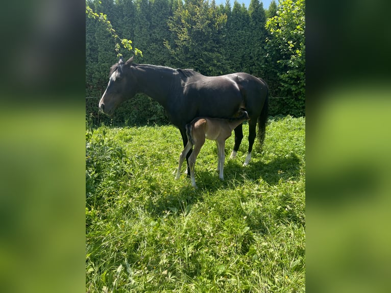 Anglo-Arab Mare 18 years 15,3 hh Bay-Dark in Haigerloch