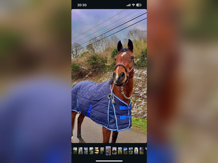 Anglo-Arab Mare 18 years 15,2 hh Brown in lisieux