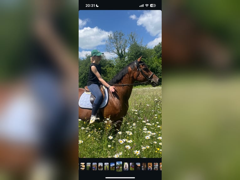 Anglo-Arab Mare 18 years 15,2 hh Brown in lisieux