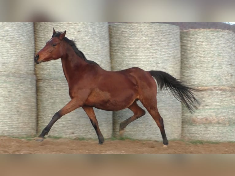 Anglo-Arab Mare 19 years 15,2 hh Brown in Aytos