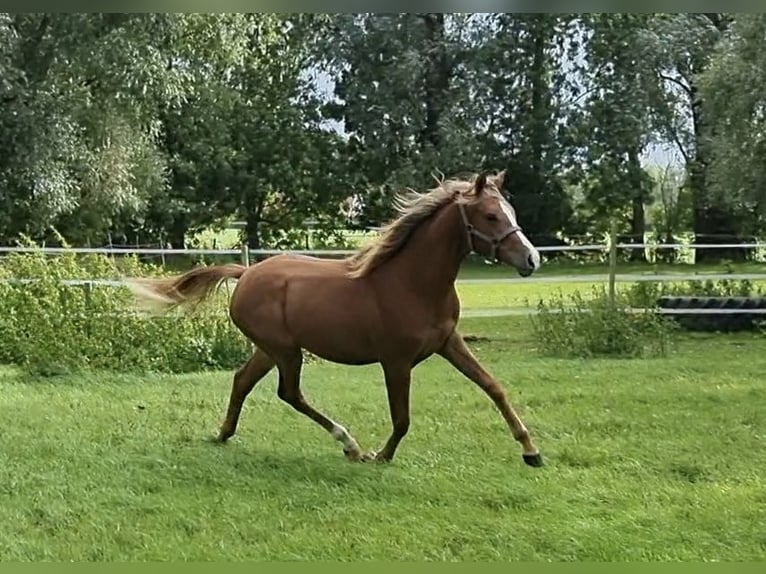 Anglo-Arab Mare 1 year 15.2 hh Chestnut-Red in Wittmund