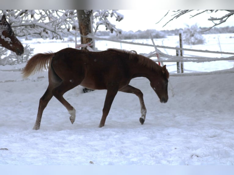 Anglo-Arab Mare 1 year 15.2 hh Chestnut-Red in Wittmund