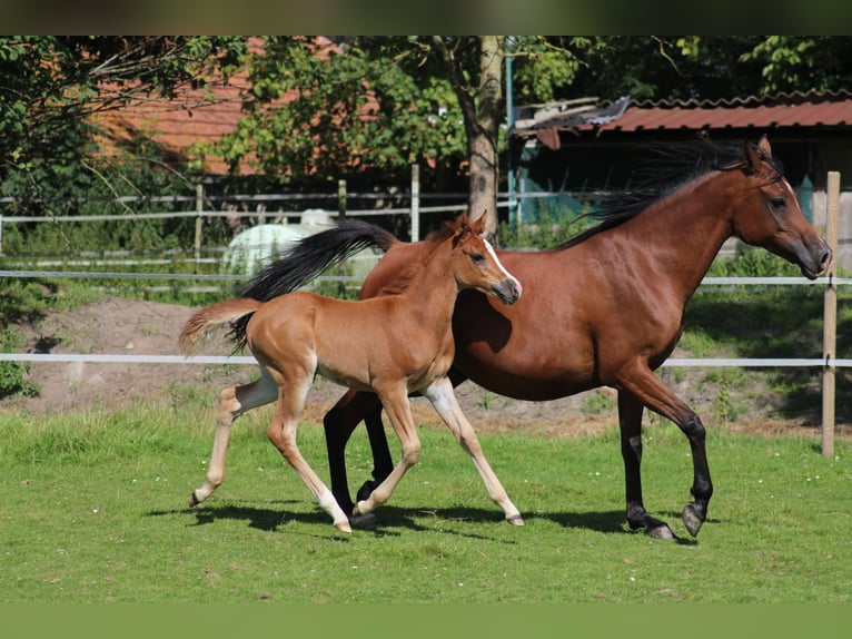 Anglo-Arab Mare 1 year 15.2 hh Chestnut-Red in Wittmund