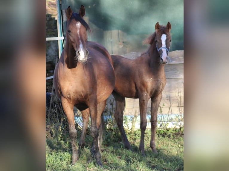 Anglo-Arab Mare 1 year 15.2 hh Chestnut-Red in Wittmund