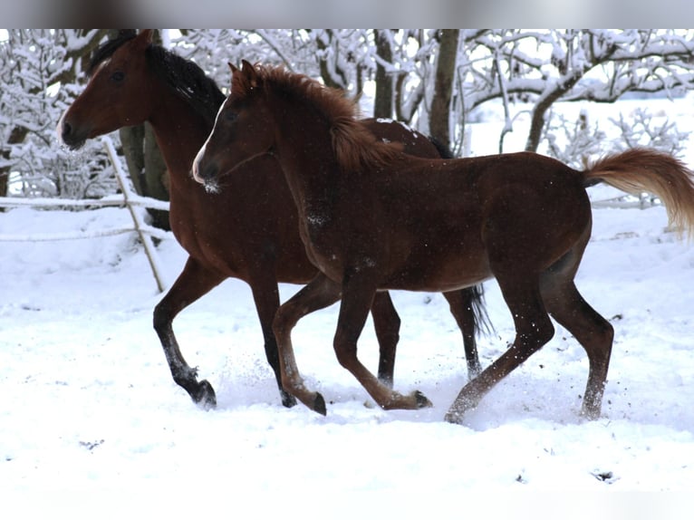 Anglo-Arab Mare 1 year 15.2 hh Chestnut-Red in Wittmund