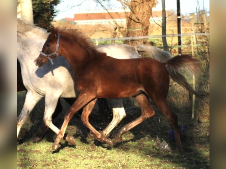 Anglo-Arab Mare 1 year 15.2 hh Chestnut-Red in Wittmund