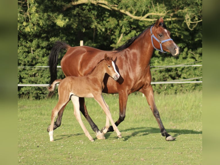 Anglo-Arab Mare 1 year 15.2 hh Chestnut-Red in Wittmund