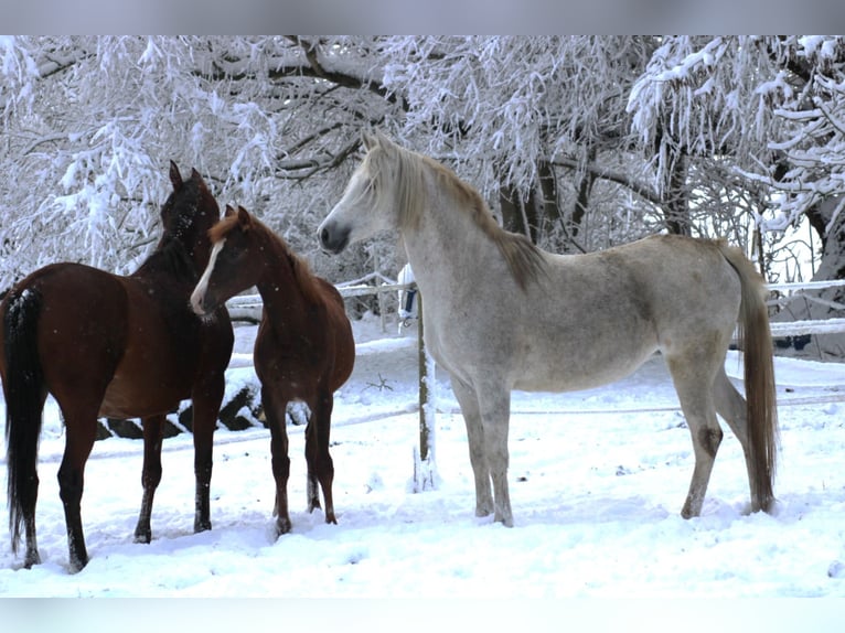 Anglo-Arab Mare 1 year 15.2 hh Chestnut-Red in Wittmund