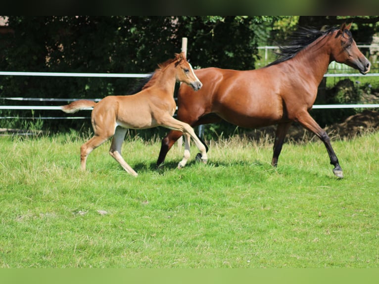 Anglo-Arab Mare 1 year 15.2 hh Chestnut-Red in Wittmund