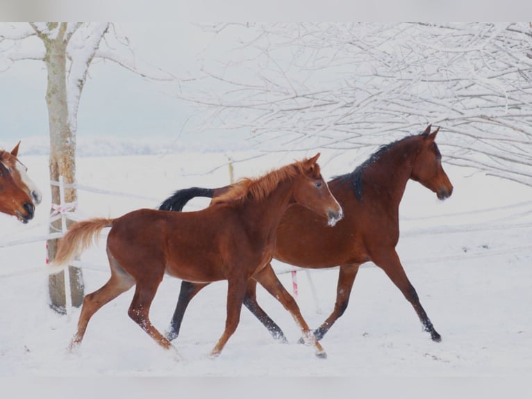 Anglo-Arab Mare 1 year 15.2 hh Chestnut-Red in Wittmund