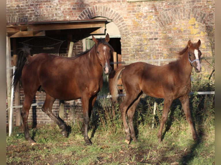 Anglo-Arab Mare 1 year 15.2 hh Chestnut-Red in Wittmund