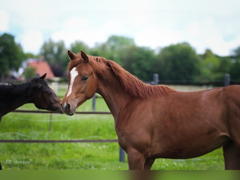 Anglo-Arab Mare 1 year 15,2 hh Chestnut-Red in Pastetten
