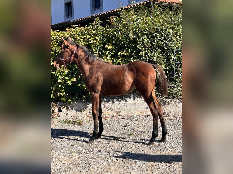Anglo-Arab Mare 1 year Brown in Ladines (Oviedo)