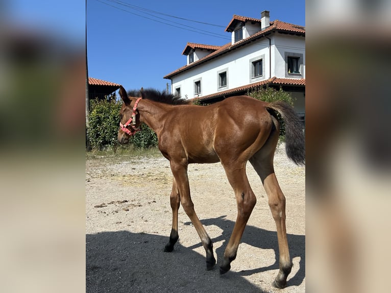 Anglo-Arab Mare 1 year Brown in Ladines (Oviedo)