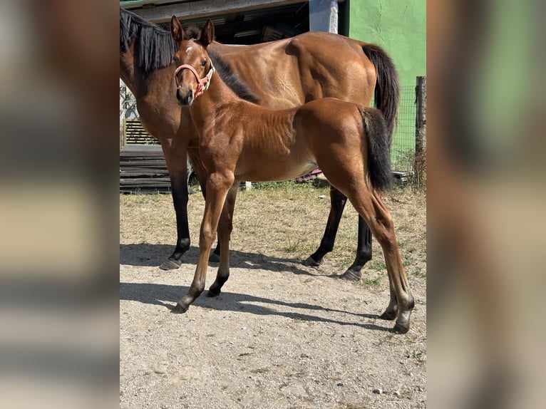 Anglo-Arab Mare 1 year Brown in Ladines (Oviedo)