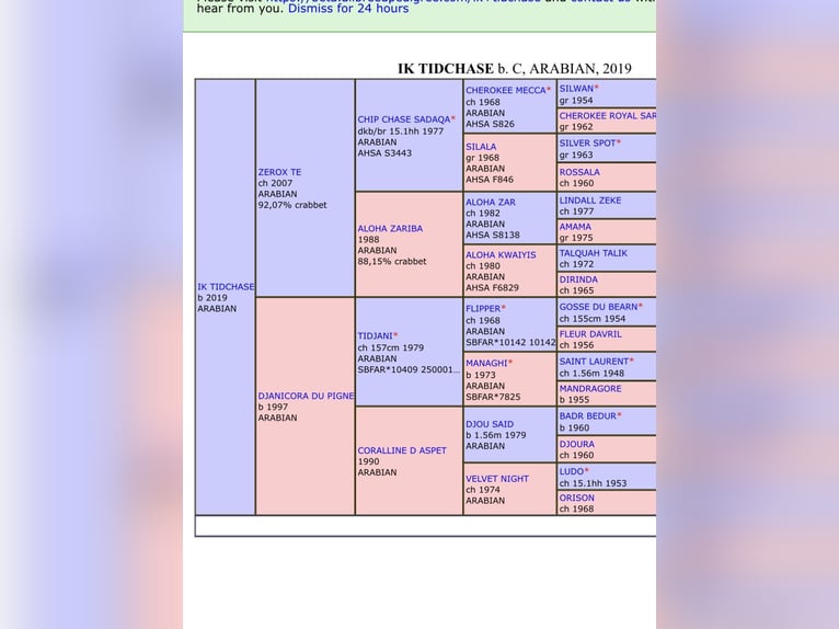 Anglo-Arab Mare 1 year Brown in Ladines (Oviedo)