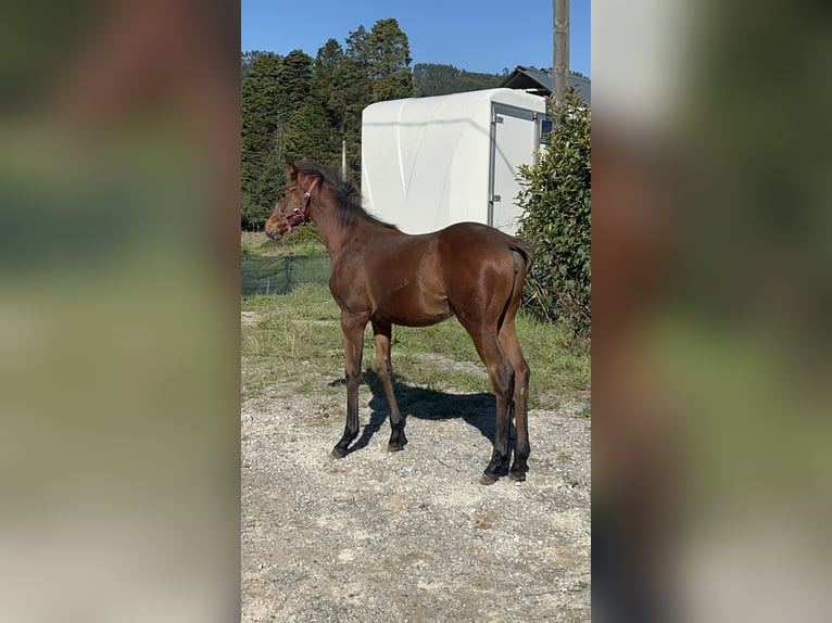 Anglo-Arab Mare 1 year Brown in Ladines (Oviedo)