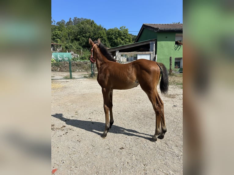Anglo-Arab Mare 1 year Brown in Ladines (Oviedo)