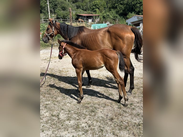 Anglo-Arab Mare 1 year Brown in Ladines (Oviedo)