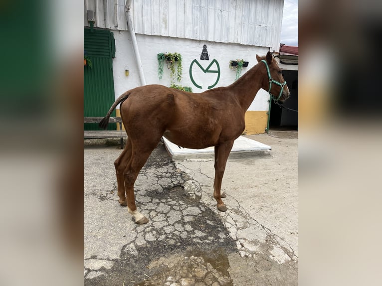 Anglo-Arab Mare 1 year Chestnut-Red in El AlamO