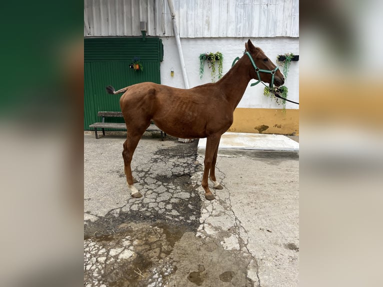 Anglo-Arab Mare 1 year Chestnut-Red in El AlamO