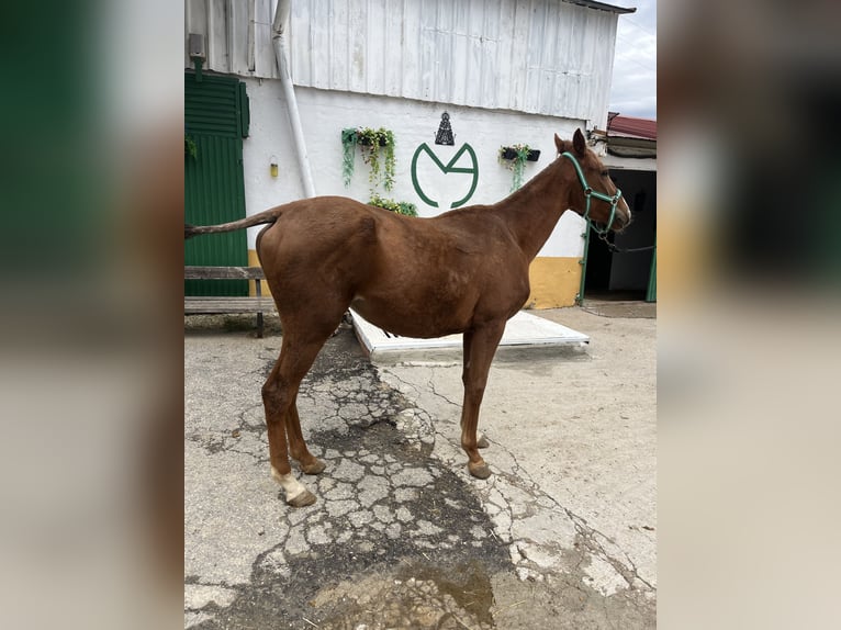 Anglo-Arab Mare 1 year Sorrel in Alcala De Henares