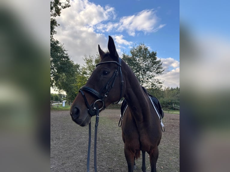 Anglo-Arab Mare 20 years 15,2 hh Brown in Gro&#xDF; Kummerfeld