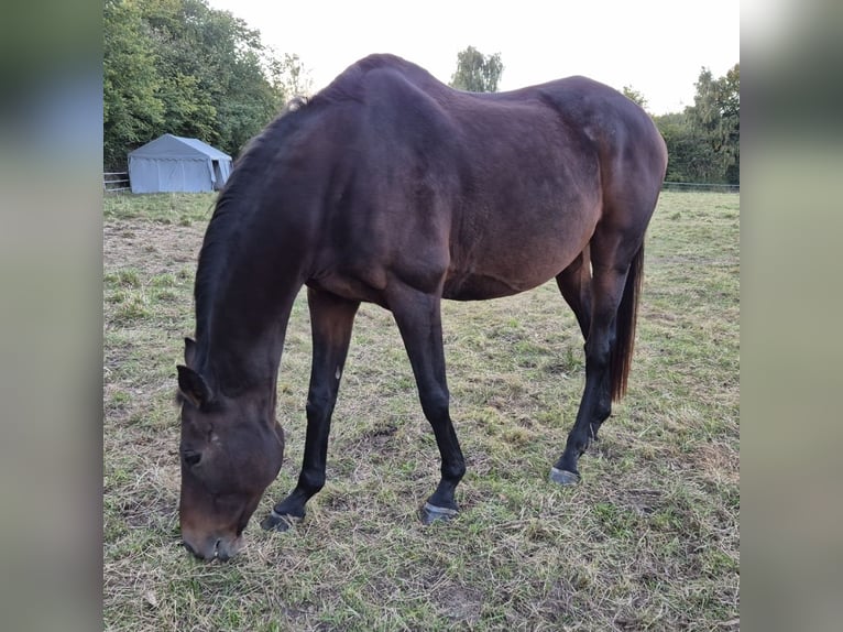 Anglo-Arab Mare 20 years 15,2 hh Brown in Gro&#xDF; Kummerfeld