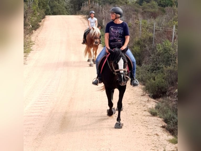 Anglo-Arab Mix Mare 21 years 15,1 hh Black in Cannigione