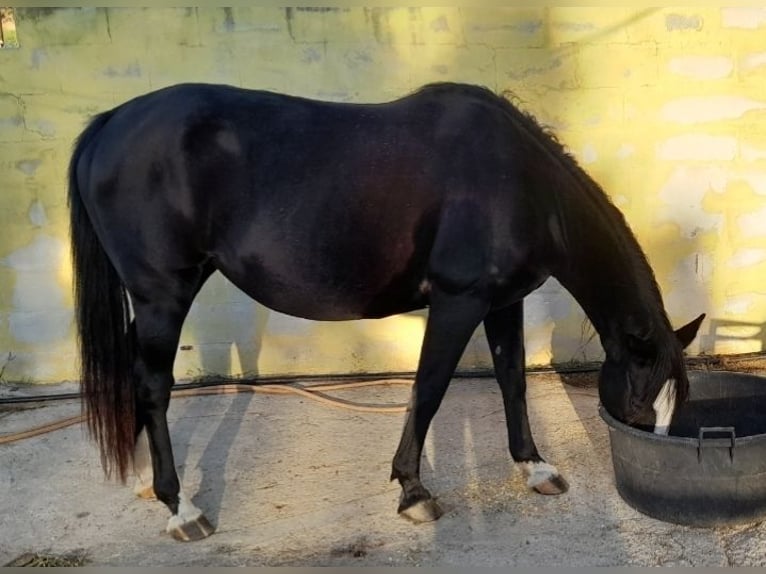 Anglo-Arab Mix Mare 21 years 15,1 hh Black in Cannigione