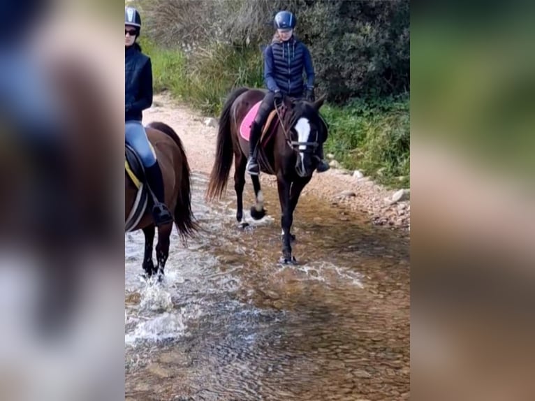 Anglo-Arab Mix Mare 21 years 15,1 hh Black in Cannigione