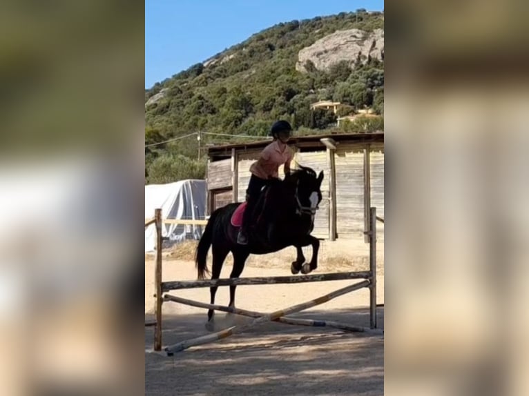 Anglo-Arab Mix Mare 21 years 15,1 hh Black in Cannigione