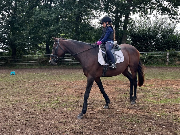 Anglo-Arab Mare 21 years 15,2 hh Brown in Groß Kummerfeld